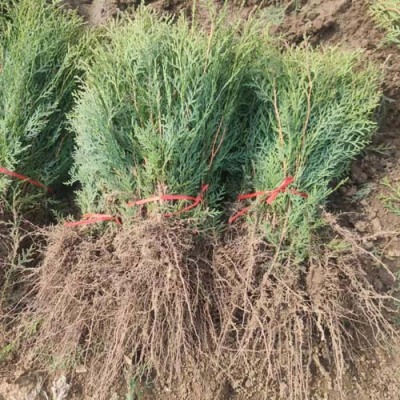 福建50厘米侧柏苗木批发