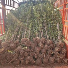 濮阳绿篱用北海道黄杨多少钱一株