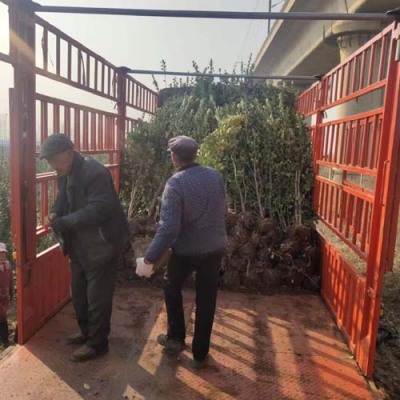 淄博50厘米北海道黄杨种植基地