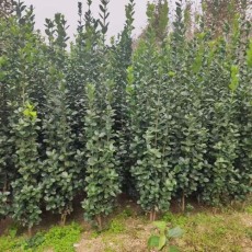 南阳3米高北海道黄杨种植基地