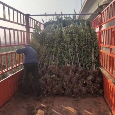 山东双条北海道黄杨种植基地