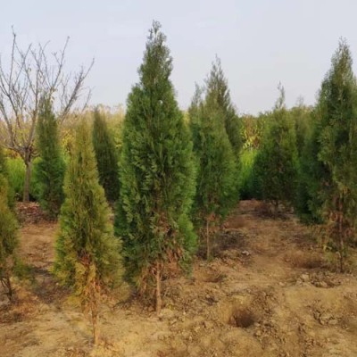 德州0.25公分侧柏苗木苗圃基地在哪里