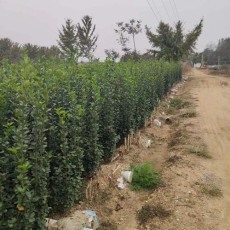 张家口80厘米北海道黄杨培育基地