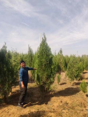 临沂6公分侧柏苗木货到付款