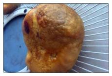 芜湖猪宝收购行情走势