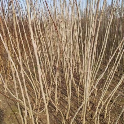 湖北6公分甜红子山楂苗出售