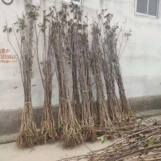 浙江1米高大金星山楂苗种植基地