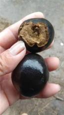 驻马店猪宝鉴定交易值多少钱