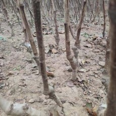 湖南4公分甜红子山楂苗求购