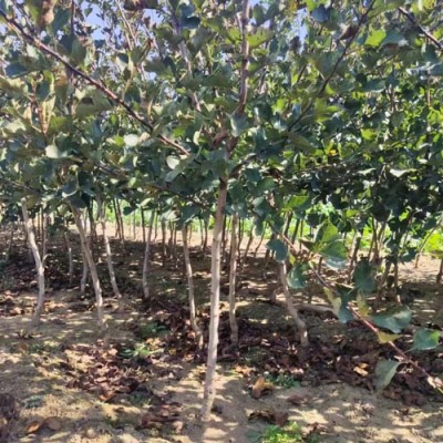 甘肃0.8公分山楂苗养殖基地