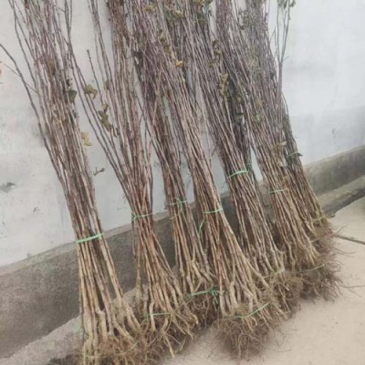 湖南1.2公分大金星山楂苗种植基地