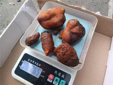 广安猪宝鉴定交易多少钱一斤