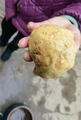 惠州猪宝鉴定行情走势