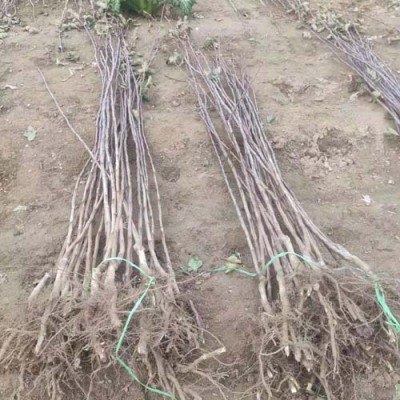 甘肃8公分甜红子山楂苗产地