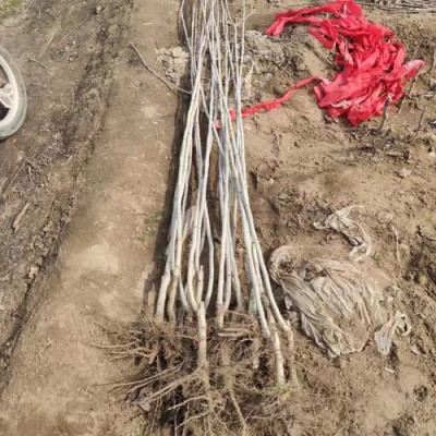 江苏6公分大金星山楂苗基地