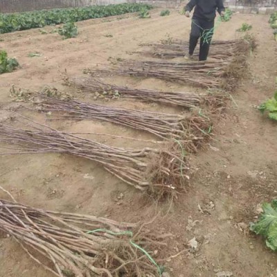 云南0.5公分甜红子山楂苗批发基地