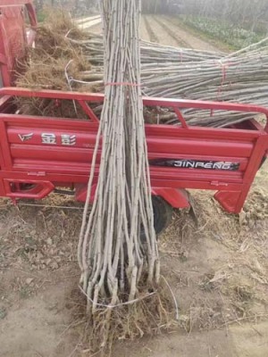 江西1公分大金星山楂苗种植基地