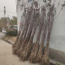 云南0.5公分甜红子山楂苗种植基地