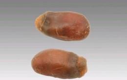 鹰潭猪宝交易2025年拍卖价格