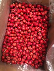 辽宁0.8公分甜红子山楂苗批发基地