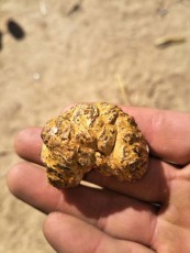 玉林長期收購豬寶報價