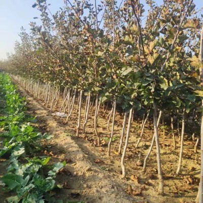 河北1.2公分大金星山楂苗种植基地