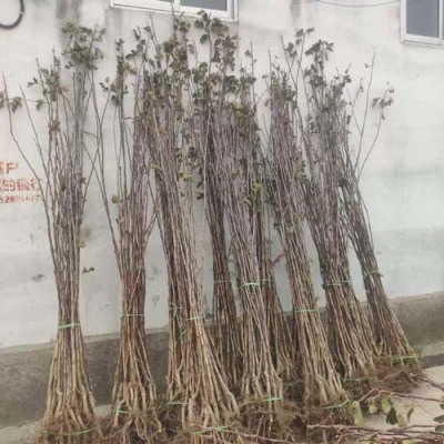 江苏8公分山楂苗供应