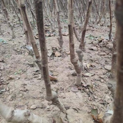 河北1.2公分大金星山楂苗种植基地