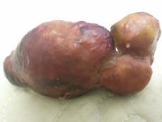 臨滄長期收購牛黃哪里有