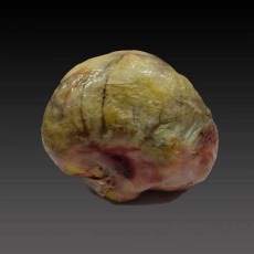 福建個人上門現金收購狗寶聯系方式