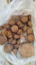 蚌埠本人常年收購牛寶高價