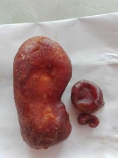 杭州豬寶收購正規廠家