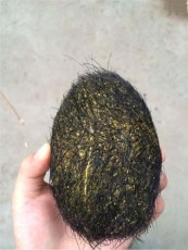 衡陽正規私下收購狗寶聯系方式