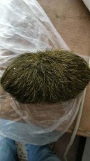 菏澤羊寶收購正規廠家