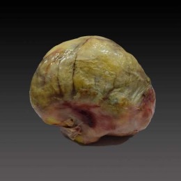 南昌私下快速上門收購牛黃電話號碼