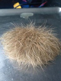 黑河長期收購牛黃現款現結