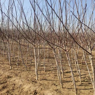 江苏0.7公分大金星山楂苗种植基地