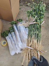 威海0.5公分靠谱的枸橘苗苗圃基地在哪里