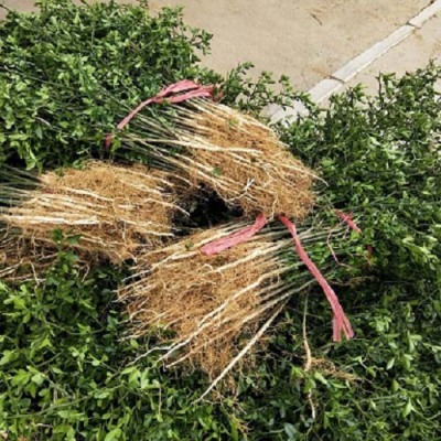 聊城60厘米周边的枳壳苗哪里有卖