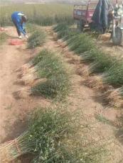 石家庄0.5公分靠谱的枸橘苗最新价格