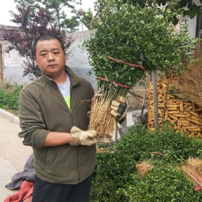 济南60厘米周边的枳壳苗货到付款