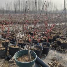 安阳好的北美冬青杯苗苗圃基地联系方式