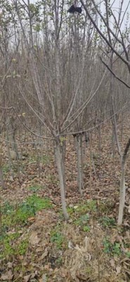 新疆8公分苹果苗种植基地
