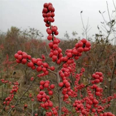 芜湖好的北美冬青杯苗哪里有卖的