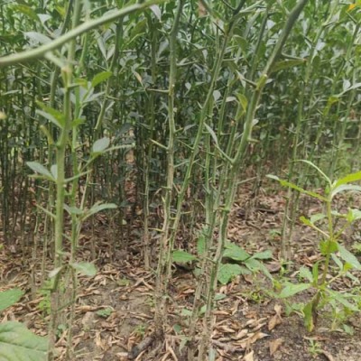 烟台0.4公分好种植的枸橘苗基地