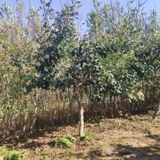 河南0.8公分大金星山楂苗批发价格