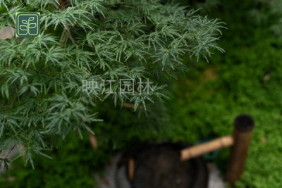 广东别墅庭院专业师傅施工