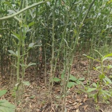 平顶山0.3公分优质的枸橘苗售价