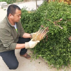 聊城0.3公分优质的枸橘苗苗圃基地在哪里