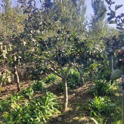 山东0.8公分山楂苗哪里有卖